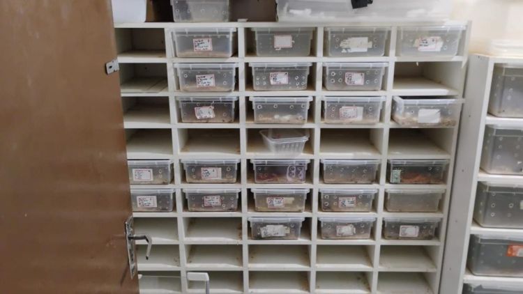 Operação em SP desmonta esquema de venda de animais exóticos pelos Correios