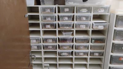 Operação em SP desmonta esquema de venda de animais exóticos pelos Correios