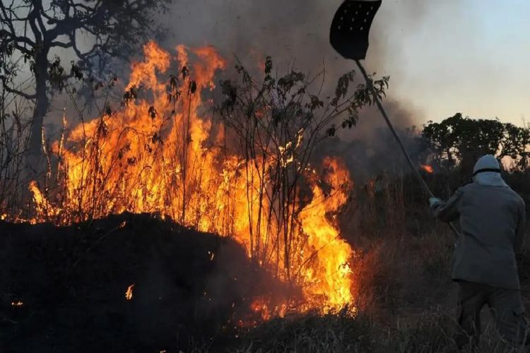 São Carlos lidera focos de incêndio no estado de São Paulo nas últimas 24 horas