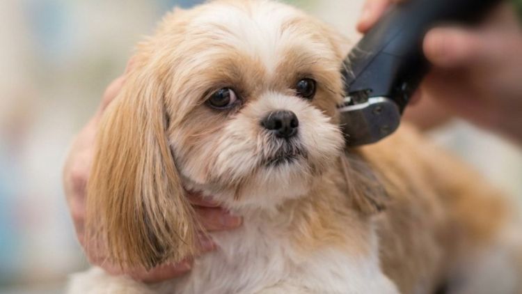 Fesc abre inscrições para curso de banho e tosa