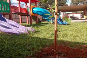 Prefeitura de Brotas realiza plantio de mudas de árvores em escolas