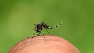 SÃO CARLOS: somente 11 casos de dengue foram confirmados na última semana