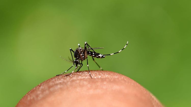 SÃO CARLOS: somente 11 casos de dengue foram confirmados na última semana