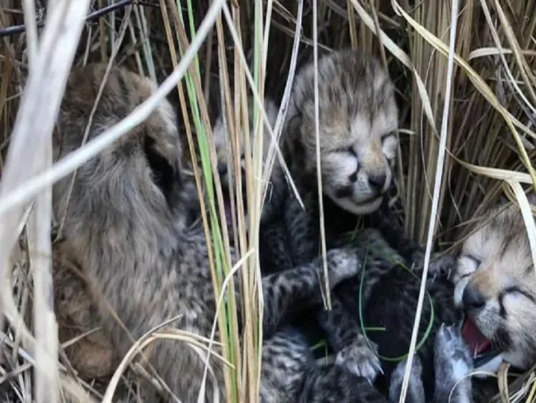 Quatro guepardos nascem na Índia após décadas de extinção no país