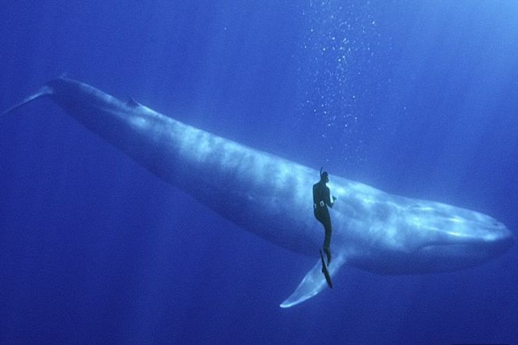 Mergulhador é flagrado mergulhando ao lado de uma baleia azul; veja