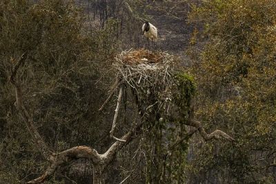 Biólogos tentam salvar fauna ameaçada pelo fogo no Pantanal
