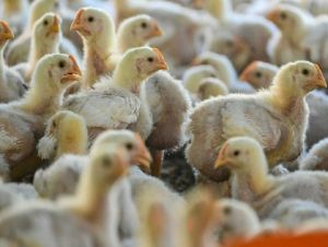 Mais de 200 mil aves morrem em surto de gripe aviária na Argentina