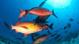 Lista de peixes e invertebrados ameaçados de extinção é atualizada