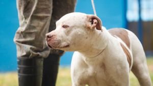 18ª Feira de Adoção Pet acontece neste sábado, 8 de novembro, no Canil Municipal