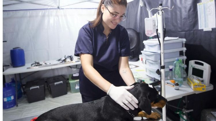 Mutirão de castração realiza 308 procedimentos em cães e gatos no Cidade Aracy