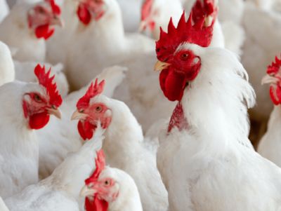 Gripe aviária: vírus em homem no Chile tem mutações com adaptação a mamíferos