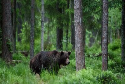 Família tem infecção parasitária nos EUA após comer carne de urso