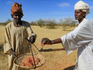 Guerra no Sudão ameaça a exportação de goma-arábica