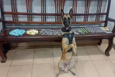 Com ajuda de cães, PM localiza drogas no Jd. Gonzaga