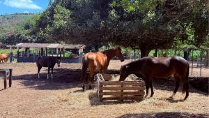 Prefeitura de São Carlos disponibiliza 33 equídeos para adoção responsável