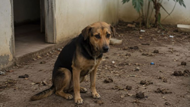 Proibido animais desacompanhado por mais de 24 horas: lei de Elton Carvalho é sancionada e entra em vigor em São Carlos