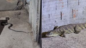 Defesa Civil de Ibaté apreende jacaré e cobra no bairro Antonio Moreira