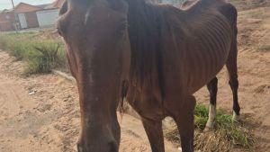 Defesa Animal resgata equino em situação de maus-tratos no Ipê Mirim