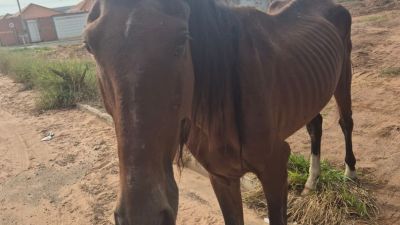 Defesa Animal resgata equino em situação de maus-tratos no Ipê Mirim