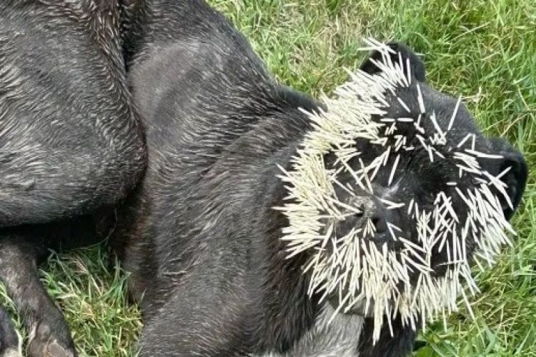 Cão fica sem olho esquerdo após tentar comer porco-espinho