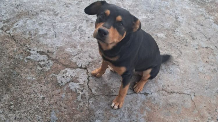 Defesa Civil de Ibaté atende ocorrência de cachorro que atacava as pessoas em via pública