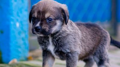 Feira de adoção com 267 animais será realizada no próximo sábado