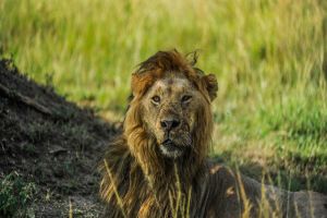 Tratador de animais morre ao ser atacado por leão em zoológico da Nigéria