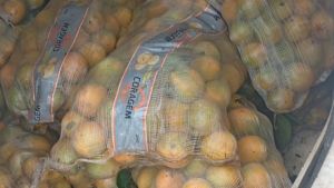 Vistoria em veículo leva PM a descobrir furto de laranjas em propriedade rural