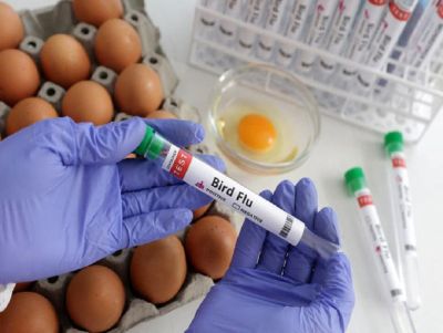 Chile detecta primeiro caso de gripe aviária em humano