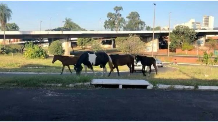 Lei de Elton Carvalho é aprovada: multa e processo administrativo para os tutores que deixam animais soltos em vias públicas