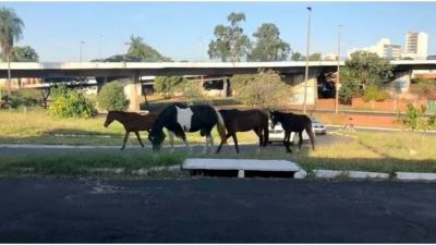 Lei de Elton Carvalho é aprovada: multa e processo administrativo para os tutores que deixam animais soltos em vias públicas