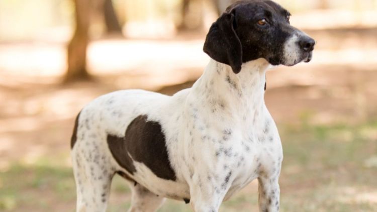 1ª Feira de Adoção Pet  2026 acontece dia 17 de janeiro no Canil Municipal