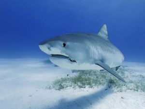 Maioria das espécies de tubarões e raias de recifes estão ameaçadas de extinção