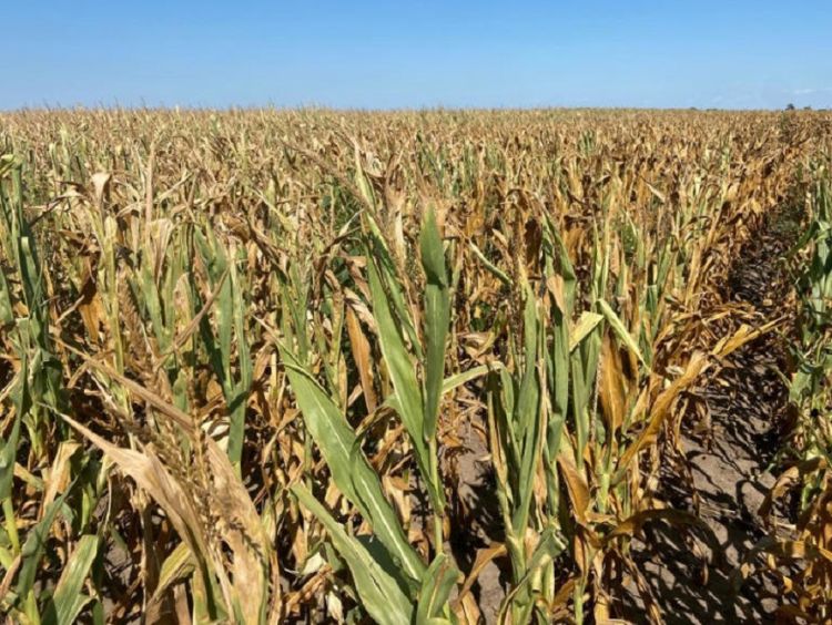 Argentina reduz novamente previsão de produção de soja e milho em meio à seca