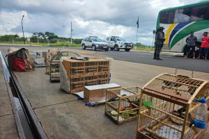 PM Ambiental resgata 67 aves nativas transportadas em ônibus de viagem, em Franca