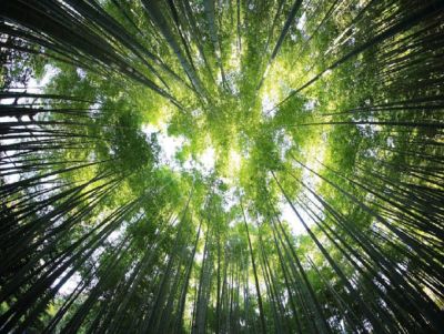 França quer plantar 1.000 milhões de árvores adaptadas ao clima futuro até 2030