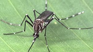 19.181 casos positivos de dengue são registrados em São Carlos