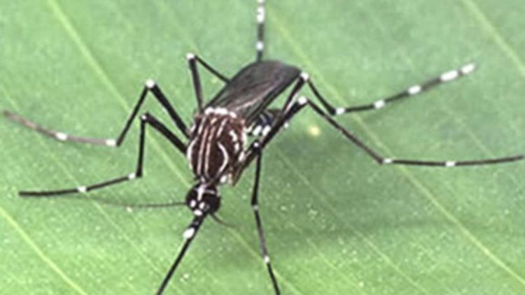 19.181 casos positivos de dengue são registrados em São Carlos