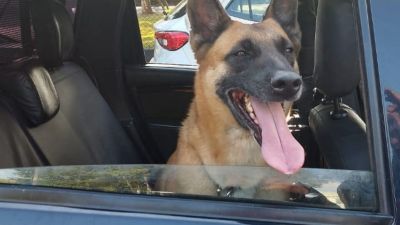 Cão farejador auxilia Guarda Municipal na apreensão de entorpecentes em São Carlos