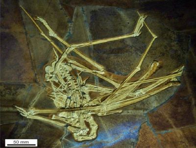 Pterossauro descoberto na Alemanha chama atenção por ter 400 dentes em forma de gancho