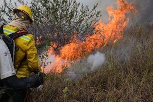 Com recorde de queimadas, Pantanal é esquecido em emendas parlamentares