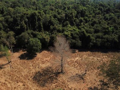 Desmatamento no Cerrado brasileiro atinge recorde dos últimos 7 anos