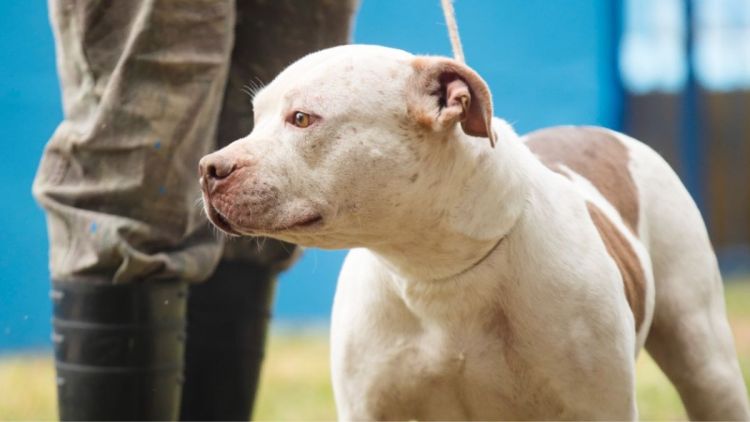 18ª Feira de adoção Pet acontece dia 8 de novembro no Canil Municipal