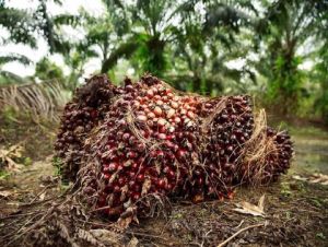 A UE concorda em proibir a venda de café, cacau ou óleo de palma que causem desflorestação