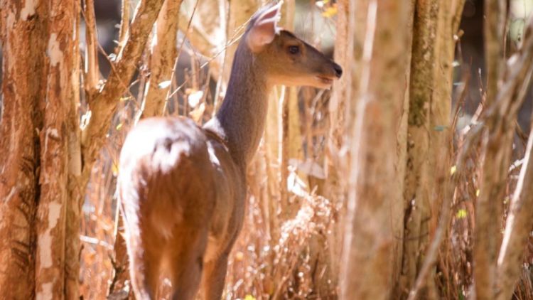 Parque Ecológico registra nascimento de veado-catingueiro e recebe novo morador