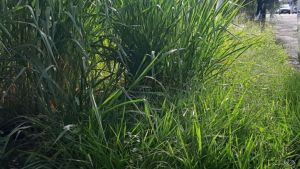 Editais de intimação de limpeza em terrenos e calçadas são publicados