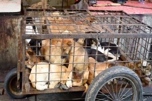 Coreia do Sul aprova lei que proíbe consumo e venda de carne de cachorro