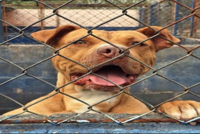 Feira de adoção proporciona novos lares para 13 animais