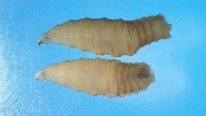 Parasita carnívoro que &#039;ameaça&#039; EUA é detectado pela 1ª vez em humano