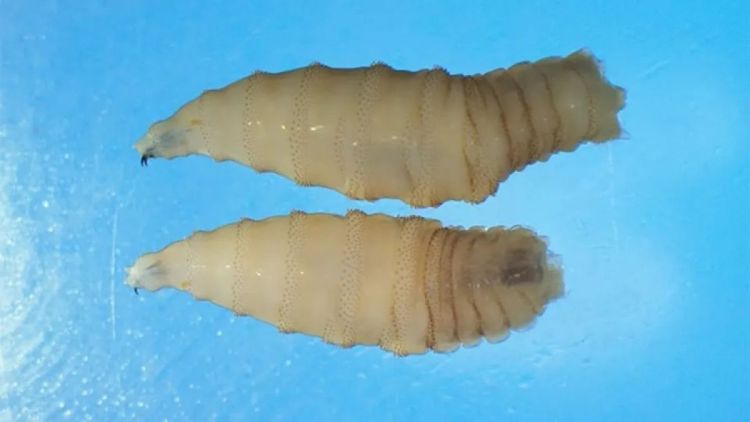 Parasita carnívoro que &#039;ameaça&#039; EUA é detectado pela 1ª vez em humano